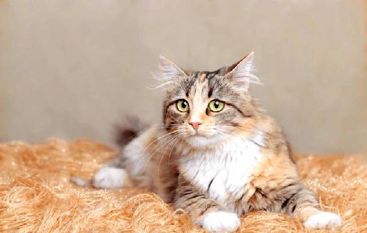 Специально подобранные полосатые кошки: Руководство по разведению уникальных черт кошачьей шерсти