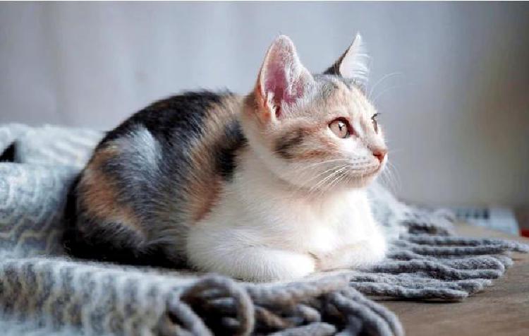 Журнал заводчика кошек: Знакомство с миром кошачьей паразитологии