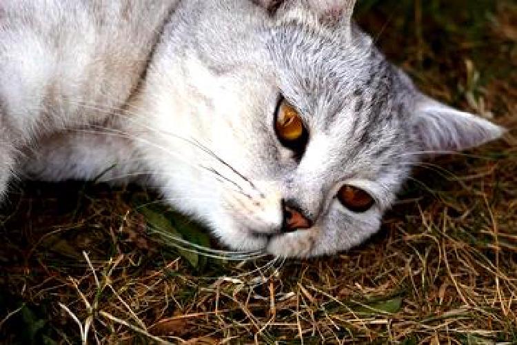От профилактики к лечению: Борьба с кошачьими паразитами для заводчиков кошек