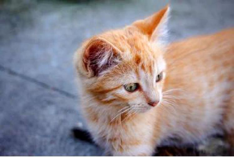 Справочник заводчика кошек по генетике кошек, устойчивых к паразитам
