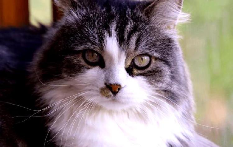 Котята в движении: Советы, как запечатлеть динамику игривой кошки