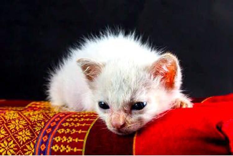 Устойчивость кошек к паразитам: Руководство заводчика кошек по формированию иммунитета