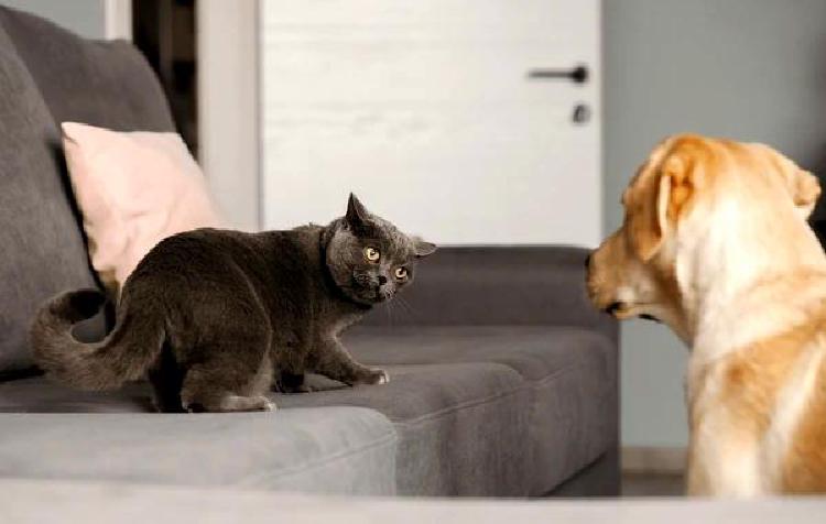 Глаза как окно к здоровью: Уделение приоритетного внимания здоровью кошачьих глаз при разведении