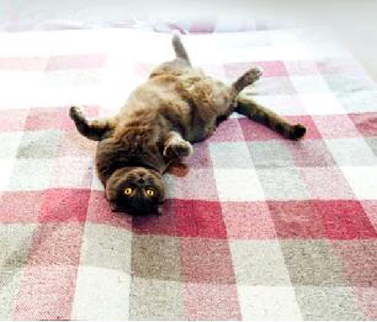 Разведение сиамских кошек: Сохранение породных характеристик