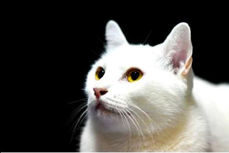 Наука, стоящая за выведением кошек, не вызывающих аллергию