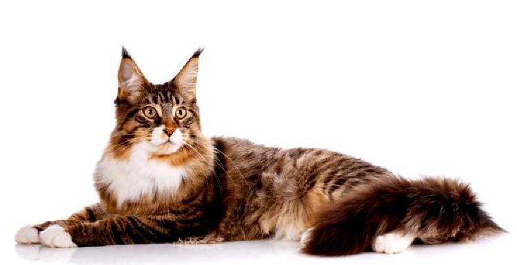 Разведение Brilliance: Cat Breeding Record Просветление