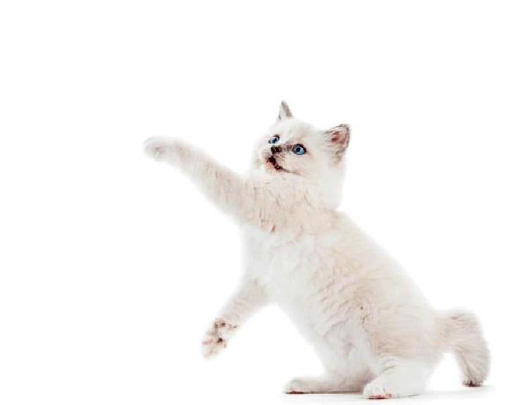 Whisker Whimsy: Разведение кошек с игривым темпераментом