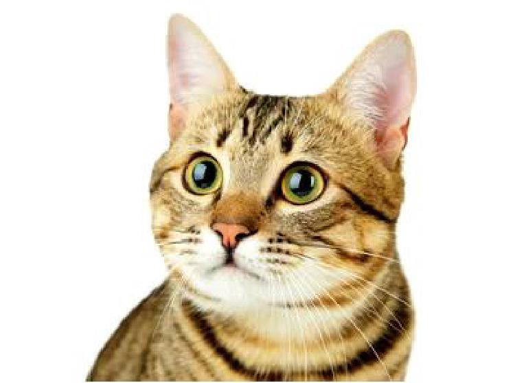 Разведение турецких ванских кошек: Распознавание признаков недостаточного питания котенка