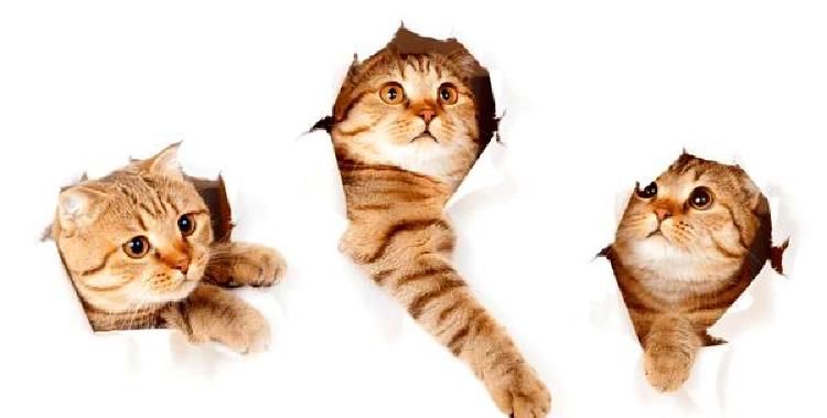 Разведение кошек для выставок: Стратегии для отличного представления представителей семейства кошачьих