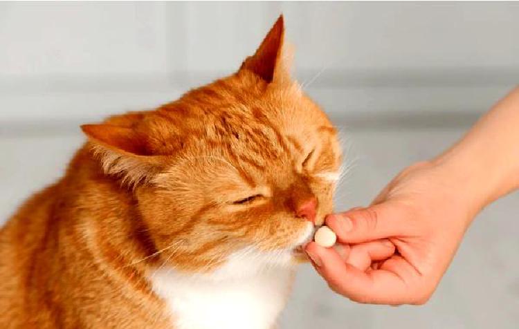 Разведение гипоаллергенных кошек: факт или вымысел?