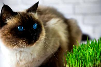 ### Мониторинг разведения кошек, страдающих аллергией